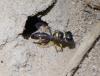 Tracheliodes quinquenotatus